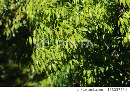 Quercus serrata lush and green in early summer 128037534