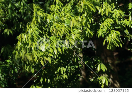 初夏的鋸緣青櫟 初夏的鋸緣青櫟 128037535