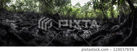 Dark Mangrove Forest Roots Intricate Nature Scene Lush Tropical Ecosystem Mud Soil Wood Trees Swamp 128037659