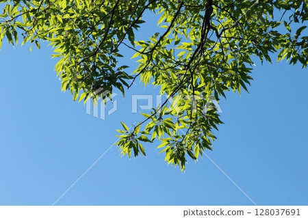 初夏，鋸齒橡樹的嫩葉鬱鬱蔥蔥 128037691