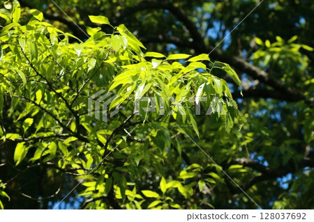 Lush green young leaves of the Sawtooth Oak tree in early summer 128037692