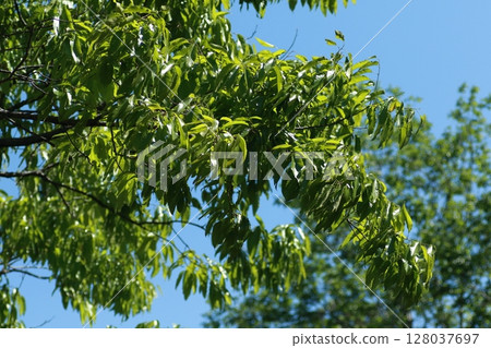 Lush green young leaves of the Sawtooth Oak tree in early summer Lush green young leaves of the Sawtooth Oak tree in early summer 128037697