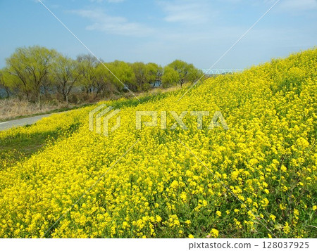江戶川河畔的春天風景,油菜花盛開 江戶川河畔的春天風景,油菜花盛開 128037925