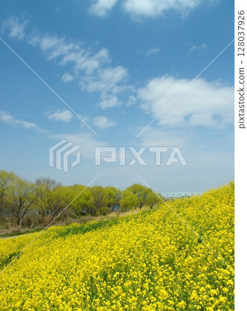 江戶川河畔的春天風景,油菜花盛開 江戶川河畔的春天風景,油菜花盛開 128037926