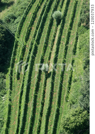 Green rows of grapevine under sun in Plesivica vineyard region, Nothern Croatia 128037933