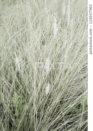 Made by hand real photograph green grass shrub white boho floral nature vertical texture background 128037962