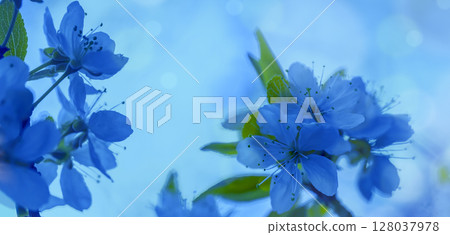 Blossoming apple orchard. Spring nature background. Branches with flowering apple flowers. Blue toned Blossoming apple orchard. Spring nature background. Branches with flowering apple flowers. Blue toned 128037978