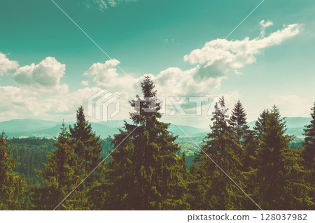 View of a mountain valley with fir trees and Mount Hoverla on the horizon on a summer sunny day 128037982