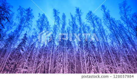 Winter forest with blue-purple gradient color. Nature background. Bottom-up view 128037984