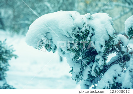 Thuja branch covered with snow after heavy snowfall 128038012