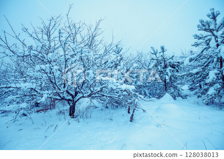 Nature winter background. Snowy forest. Trees covered with snow. Winter nature. Christmas background 128038013