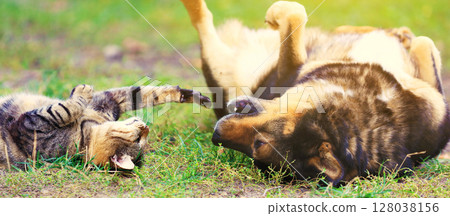 Funny best friends dog and cat play together outdoors. A dog and a cat lie on their backs on the grass. Horizontal banner Funny best friends dog and cat play together outdoors. A dog and a cat lie on their backs on the grass. Horizontal banner 128038156