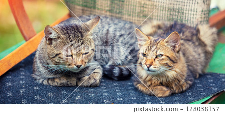 Two cats lie on a rug next to an overturned chair in the yard. Two cats lie on a rug next to an overturned chair in the yard. 128038157