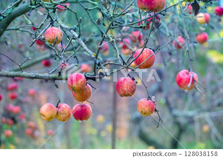 Red ripe apples on a branch in the garden after rain Red ripe apples on a branch in the garden after rain 128038158