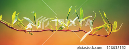 Young jasmine leaves on a branch in early spring. Orange-green gradient color. Horizontal banner Young jasmine leaves on a branch in early spring. Orange-green gradient color. Horizontal banner 128038162