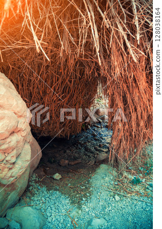 Oasis in the desert. Ein Gedi nature reserve. Israel. Vertical image 128038164
