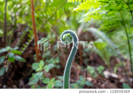 Young curled fern frond growing in a lush green forest environment Young curled fern frond growing in a lush green forest environment 128038169