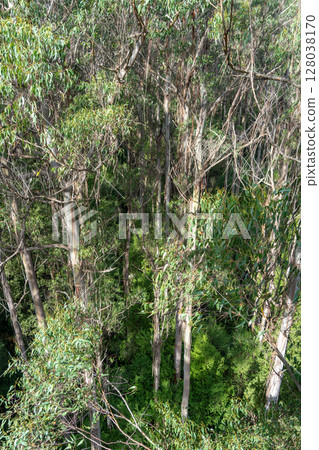 Eucalyptus forest view from a treetop walk in Great Otway National Park, Australia 128038170