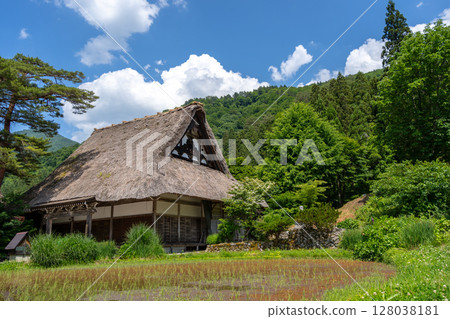 Traditional houses and rice fields in Shirakawa-go, rural Japan 128038181