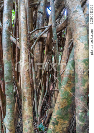 Strangler fig in Tentena rainforest, Sulawesi, Indonesia 128038192
