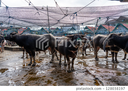 Buffaloes at Pasar Bolu market in Rantepao, Toraja, Sulawesi, Indonesia 128038197