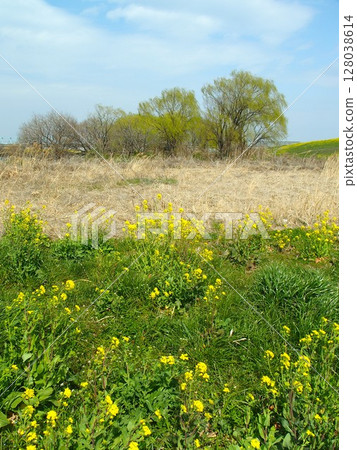 Spring scenery of the Edogawa riverside with rapeseed flowers and budding trees and Spring scenery of the Edogawa riverside with budding trees Spring scenery of the Edogawa riverside with rapeseed flowers and budding trees and Spring scenery of the Edogawa riverside with budding trees 128038614