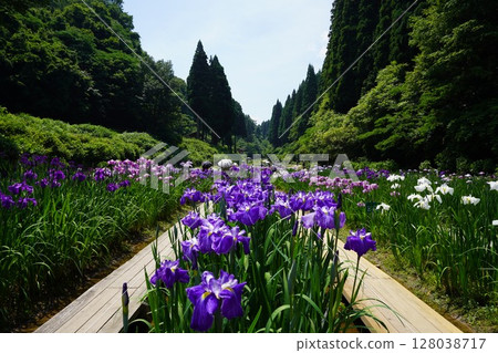 富山縣礪波市菖蒲節 128038717