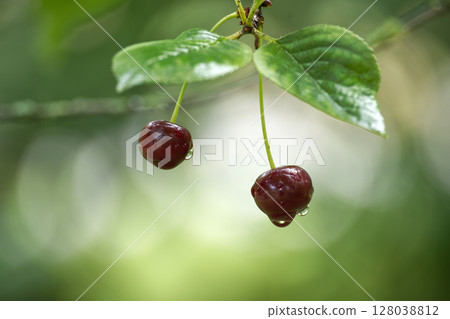 Two cherries dripping with water hang from a branch in a summer garden. 128038812