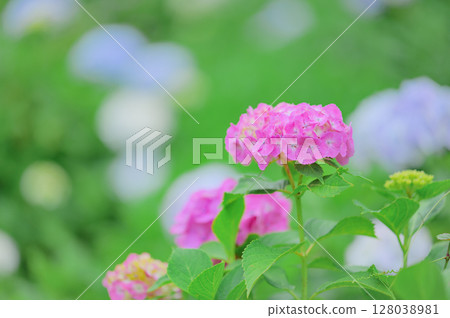 Fresh early summer hydrangea scenery Fresh early summer hydrangea scenery 128038981