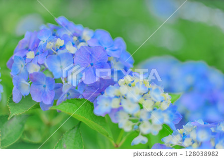 Fresh early summer hydrangea scenery Fresh early summer hydrangea scenery 128038982