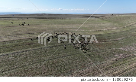 the herd of sheep walk through the wide meadow in kyrgyzstan the herd of sheep walk through the wide meadow in kyrgyzstan 128039276