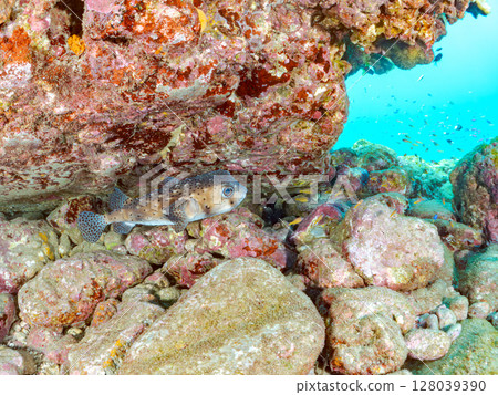 A school of pufferfish, stingrays and other fish in an underwater cave. Hirizohama Nakagi Minamiizu Town Izu Peninsula Shizuoka Prefecture 2024 128039390