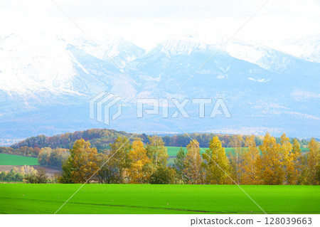 Autumn scenery of autumn leaves and green wheat fields in Biei, Hokkaido 128039663