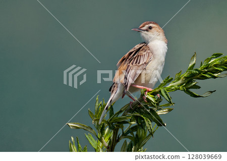 A warbler resting on a plant in the grassland A warbler resting on a plant in the grassland 128039669