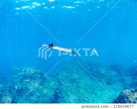 A beautiful and large banded clubfoot (Family: Banded Clubfoot). Hirizohama Nakagi Minamiizu Town Izu Peninsula Shizuoka Prefecture 2024 128039677