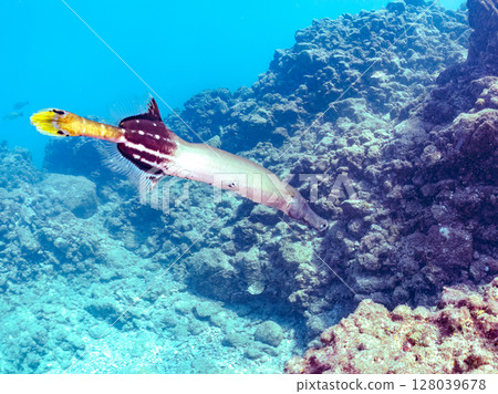 A beautiful and large banded clubfoot (Family: Banded Clubfoot). Hirizohama Nakagi Minamiizu Town Izu Peninsula Shizuoka Prefecture 2024 128039678