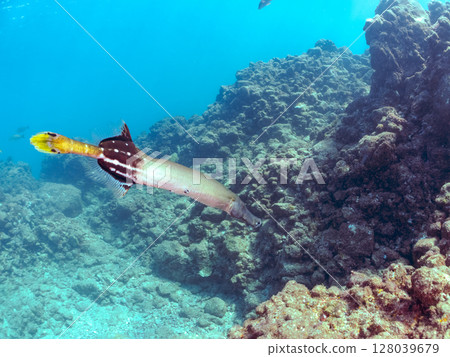 A beautiful and large banded clubfoot (Family: Banded Clubfoot). Hirizohama Nakagi Minamiizu Town Izu Peninsula Shizuoka Prefecture 2024 128039679
