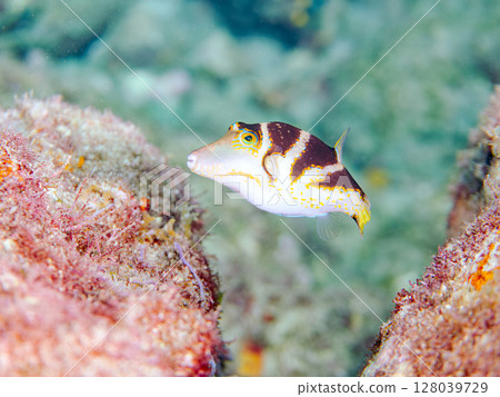 Beautiful pufferfish (Tetraodontidae) and others. Hirizohama Nakagi Minamiizu Town Izu Peninsula Shizuoka Prefecture 2024 128039729