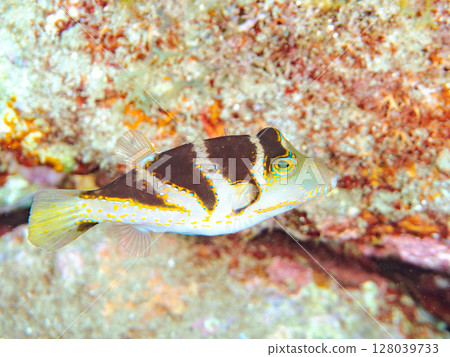 Beautiful pufferfish (Tetraodontidae) and others. Hirizohama Nakagi Minamiizu Town Izu Peninsula Shizuoka Prefecture 2024 Beautiful pufferfish (Tetraodontidae) and others. Hirizohama Nakagi Minamiizu Town Izu Peninsula Shizuoka Prefecture 2024 128039733