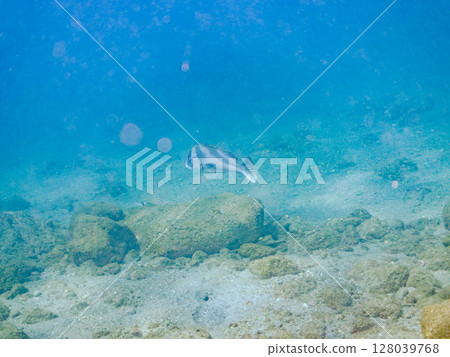 Big and beautiful sweetlips (family: grunt) and others. Hirizohama Nakagi Minamiizu Town Izu Peninsula Shizuoka Prefecture 2024 Big and beautiful sweetlips (family: grunt) and others. Hirizohama Nakagi Minamiizu Town Izu Peninsula Shizuoka Prefecture 2024 128039768