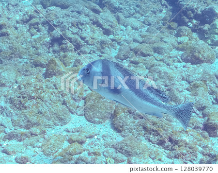 大型且美麗的甜唇魚(科:甜唇魚科)和其他魚。 Hirizohama Nakagi 南伊豆鎮 伊豆半島 靜岡縣 2024 大型且美麗的甜唇魚(科:甜唇魚科)和其他魚。 Hirizohama Nakagi 南伊豆鎮 伊豆半島 靜岡縣 2024 128039770
