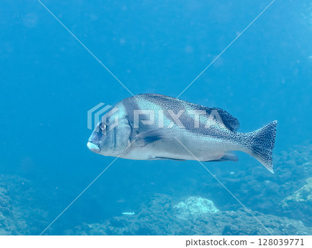 大型且美麗的甜唇魚(科:甜唇魚科)和其他魚。 Hirizohama Nakagi 南伊豆鎮 伊豆半島 靜岡縣 2024 大型且美麗的甜唇魚(科:甜唇魚科)和其他魚。 Hirizohama Nakagi 南伊豆鎮 伊豆半島 靜岡縣 2024 128039771