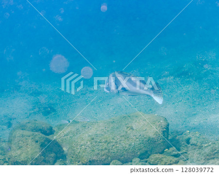 Big and beautiful sweetlips (family: grunt) and others. Hirizohama Nakagi Minamiizu Town Izu Peninsula Shizuoka Prefecture 2024 Big and beautiful sweetlips (family: grunt) and others. Hirizohama Nakagi Minamiizu Town Izu Peninsula Shizuoka Prefecture 2024 128039772