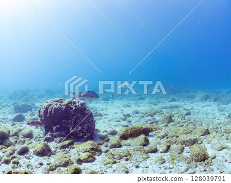 A small school of large and beautiful yellow porgy and other fish in an underwater cave. Hirizohama Nakagi Minamiizu Town Izu Peninsula Shizuoka Prefecture 2024 A small school of large and beautiful yellow porgy and other fish in an underwater cave. Hirizohama Nakagi Minamiizu Town Izu Peninsula Shizuoka Prefecture 2024 128039791