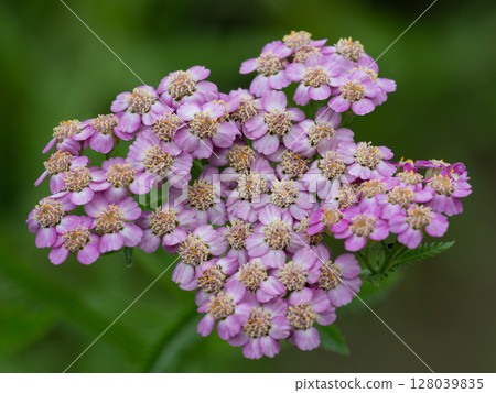Medicinal properties of yarrow 128039835