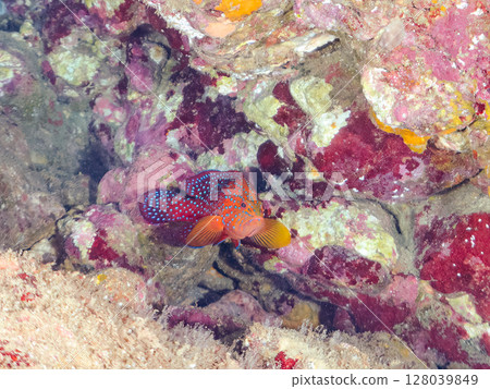 Beautiful juvenile Yukata Grouper (family: Grouper) in an underwater cave. Hirizohama Nakagi Minamiizu Town Izu Peninsula Shizuoka Prefecture 2024 128039849