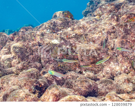 一群美麗的黃貂魚瀨魚（隆頭魚）和其他。 伊豆半島南伊豆町 Hirizohama Nakagi 2024 靜岡縣 128039879
