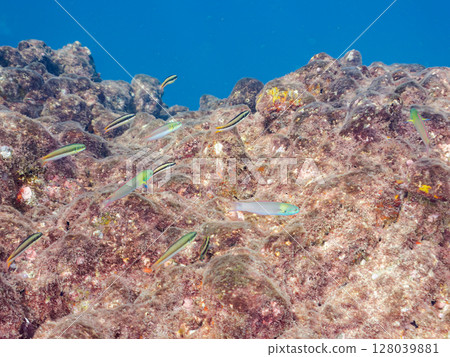 A flock of beautiful dwarf wrasses (wrasses) and others. Hirizohama Nakagi Minamiizu Town Izu Peninsula Shizuoka Prefecture 2024 128039881