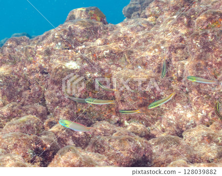 一群美麗的黃貂魚瀨魚（隆頭魚）和其他。 伊豆半島南伊豆町 Hirizohama Nakagi 2024 靜岡縣 128039882