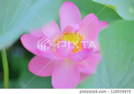 夏日清晨盛開的粉紅蓮花 128039979